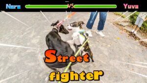 【ボストンテリア  ボステリ】青い瞳のネロ　ストリートファイター　2022.9.11