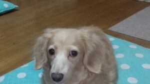 初心者ストリートファイターか鉄拳♪