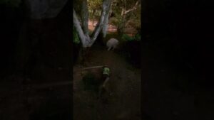 ストリートファイター柴　公園のぬし編