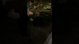 ストリートファイター柴　まさかの展開　公園のぬし編　番外編