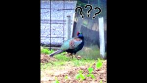 ストリートファイト中にパトカーが！ #ストリートファイター